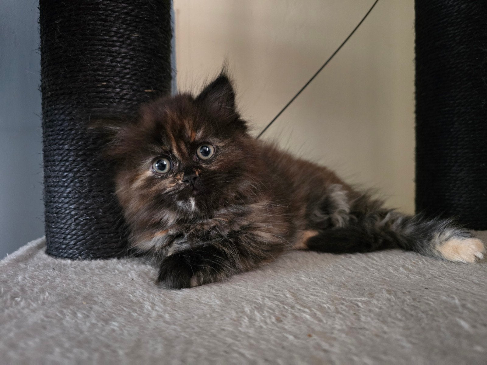 Ragdoll x Britse langhaar kittens MOGEN MEE, Poes, Ontwormd