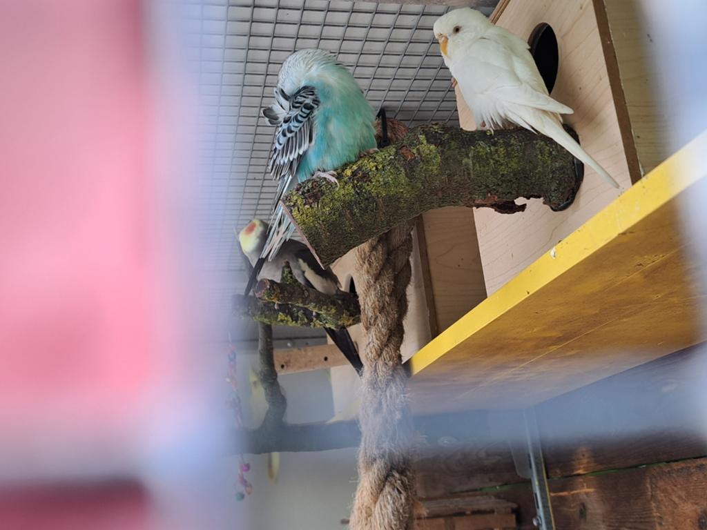 Grasparkiet albino man spierwit, Dieren en Toebehoren, Vogels | Parkieten en Papegaaien, Mannelijk, Parkiet