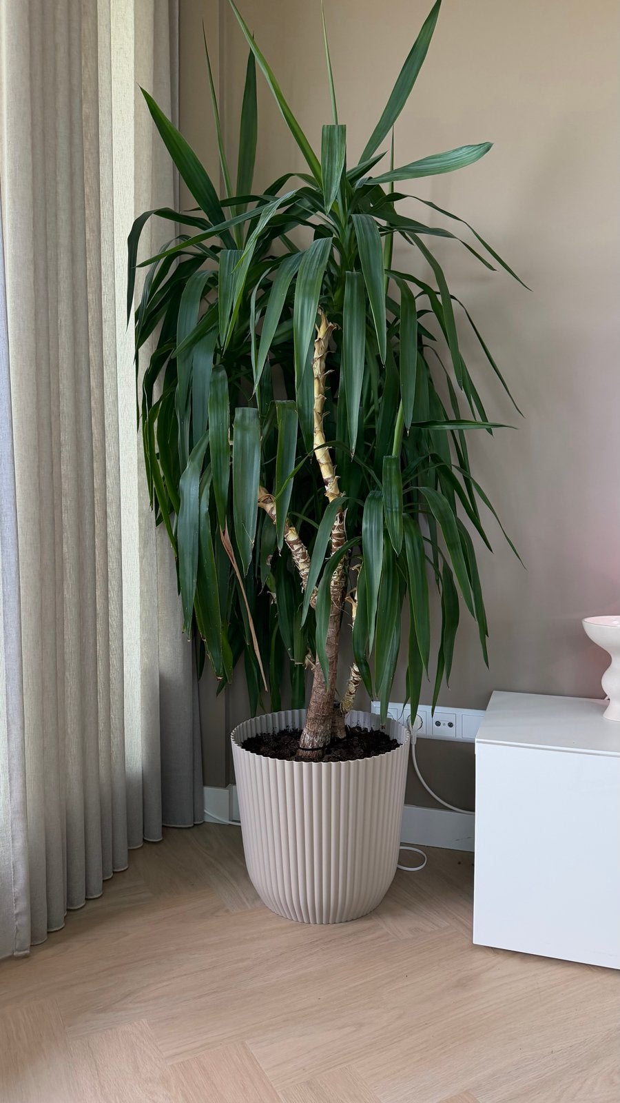 Grote Yucca plant in stijlvolle pot, Overige soorten, Volle zon, Vaste plant, Ophalen of Verzenden