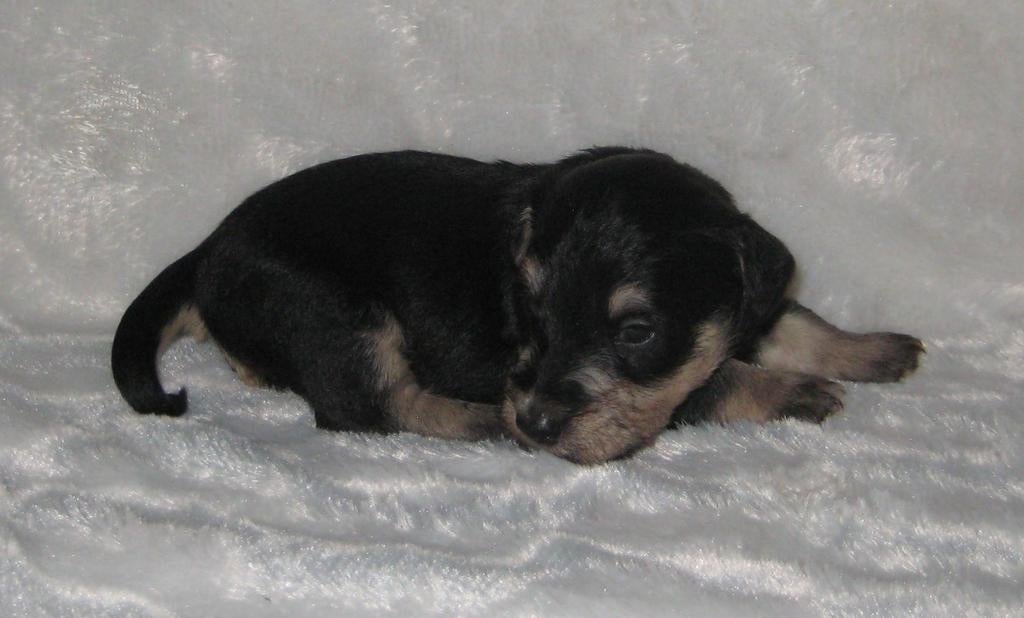 Ceskyterriër pups, 15 weken tot 1 jaar, CDV (hondenziekte), Meerdere, Nederland
