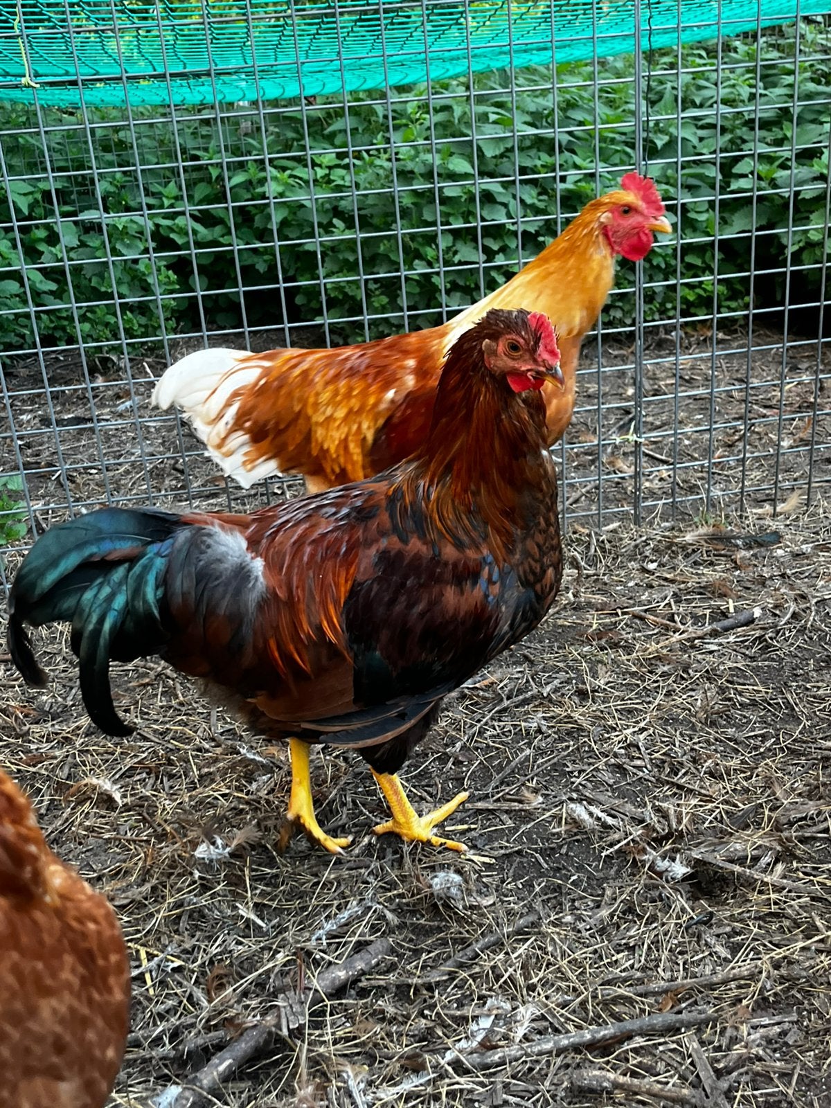 Haan barnevelder x welsummer