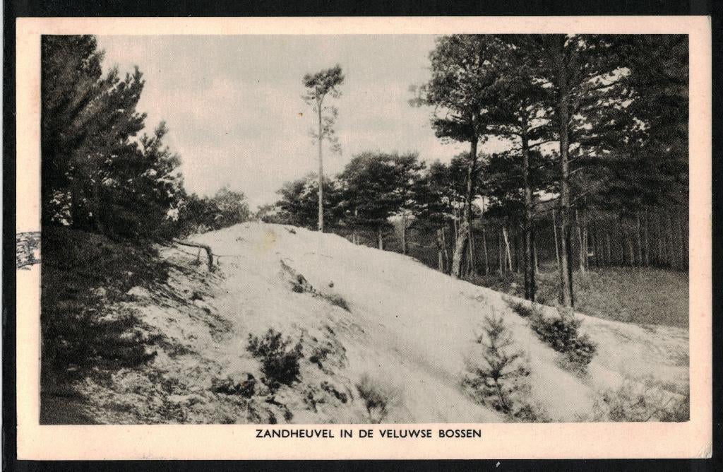 Veluwe, Zandheuvel in de Veluwse bossen. 1948., Ophalen of Verzenden, 1940 tot 1960, Gelopen, Gelderland