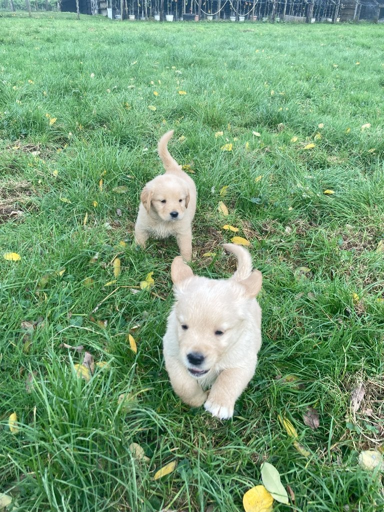Pups Golden Retriever x Nova Scotia Duck Toller Retriever, Dieren en Toebehoren, Honden | Retrievers, Spaniëls en Waterhonden