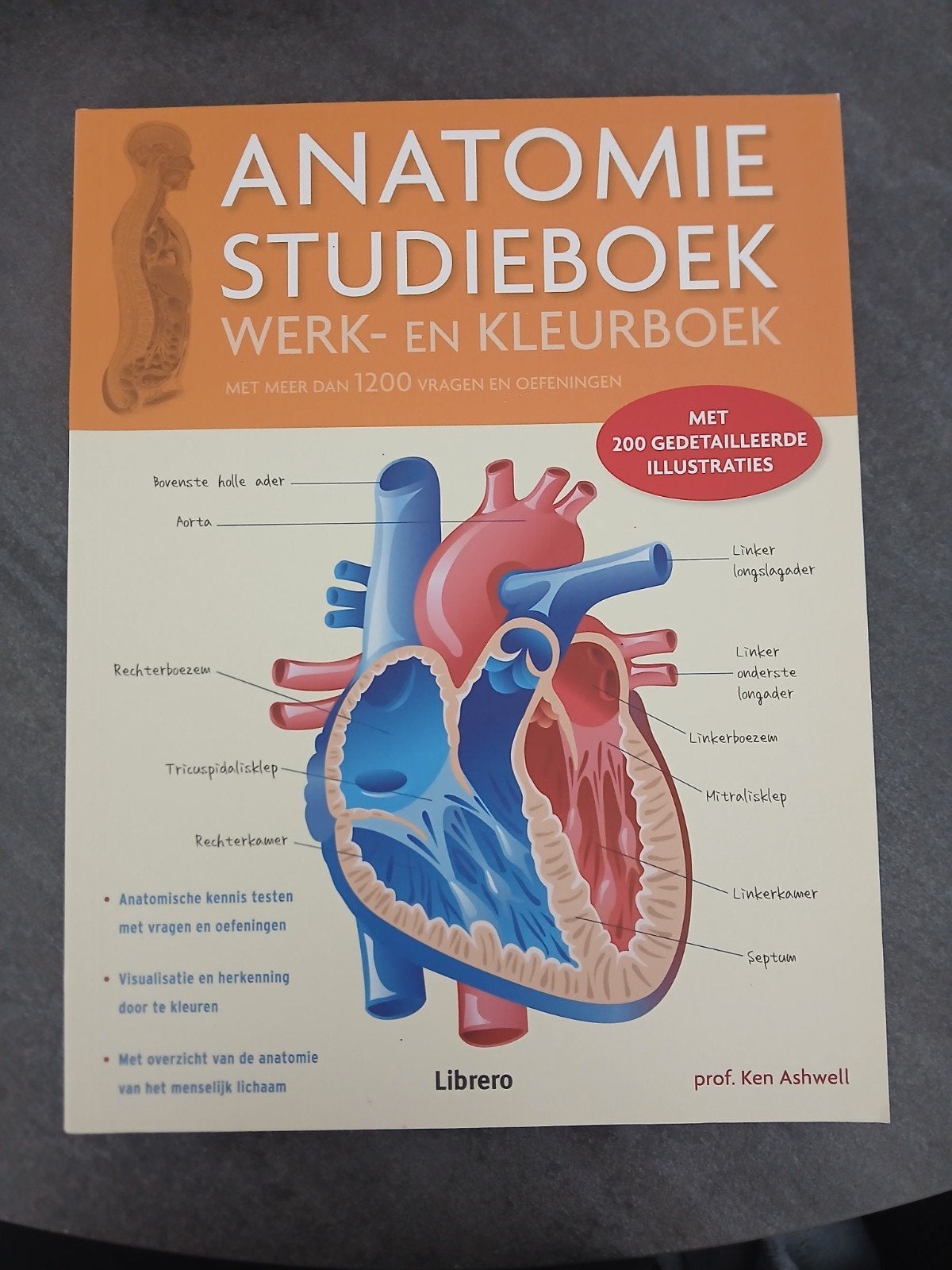 Anatomie Studieboek Werk- en Kleurboek - Nieuwstaat, Prof. Ken Ashwell, Nieuw, Ophalen of Verzenden, Beta