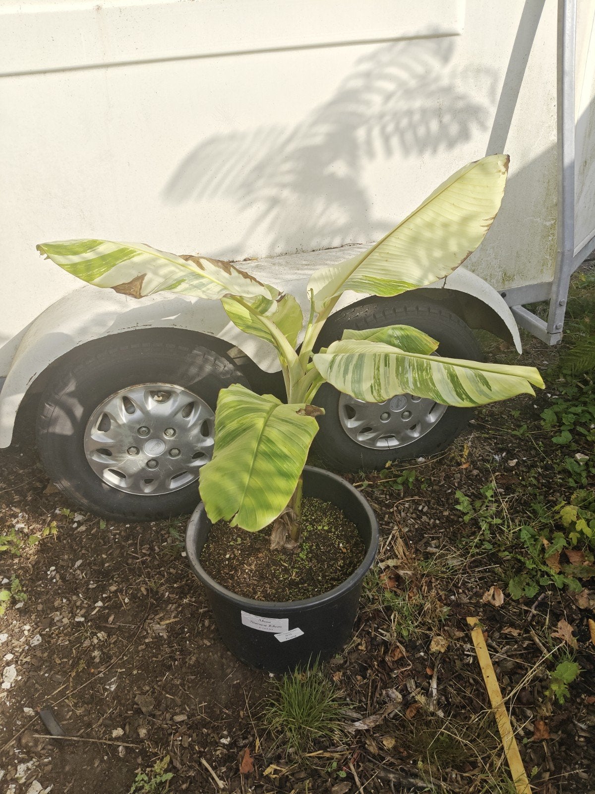 Musa namwa khom, Overige soorten, 100 tot 250 cm, Zomer, Ophalen