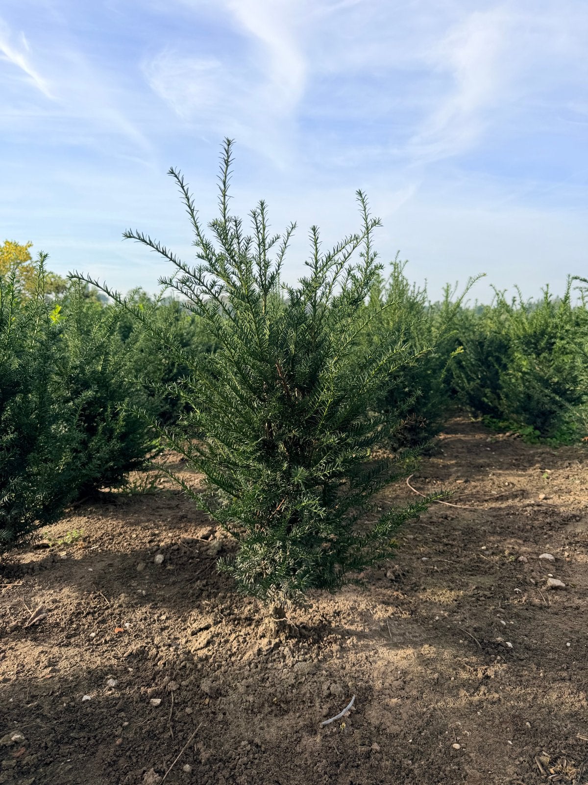 Taxus Baccata - Ideaal voor hagen en vormsnoei, Ophalen of Verzenden