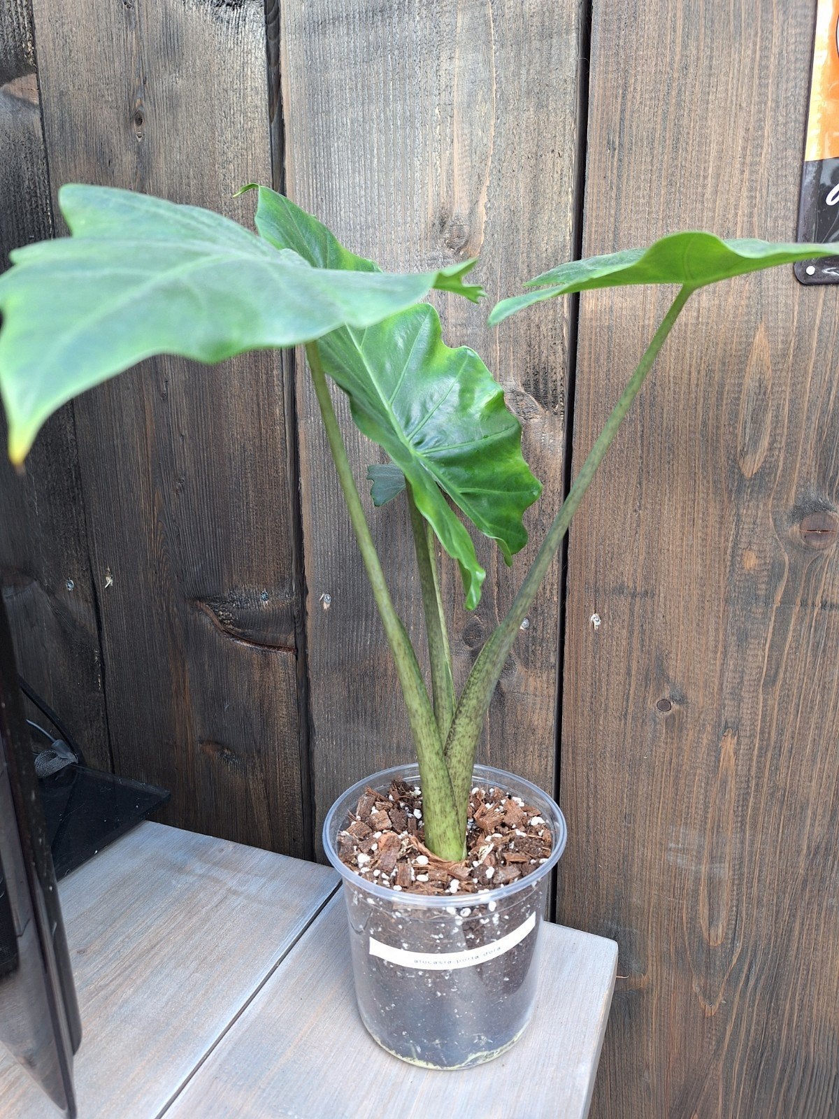 Alocasia ' portadora ', Ophalen of Verzenden, Halfschaduw, Minder dan 100 cm