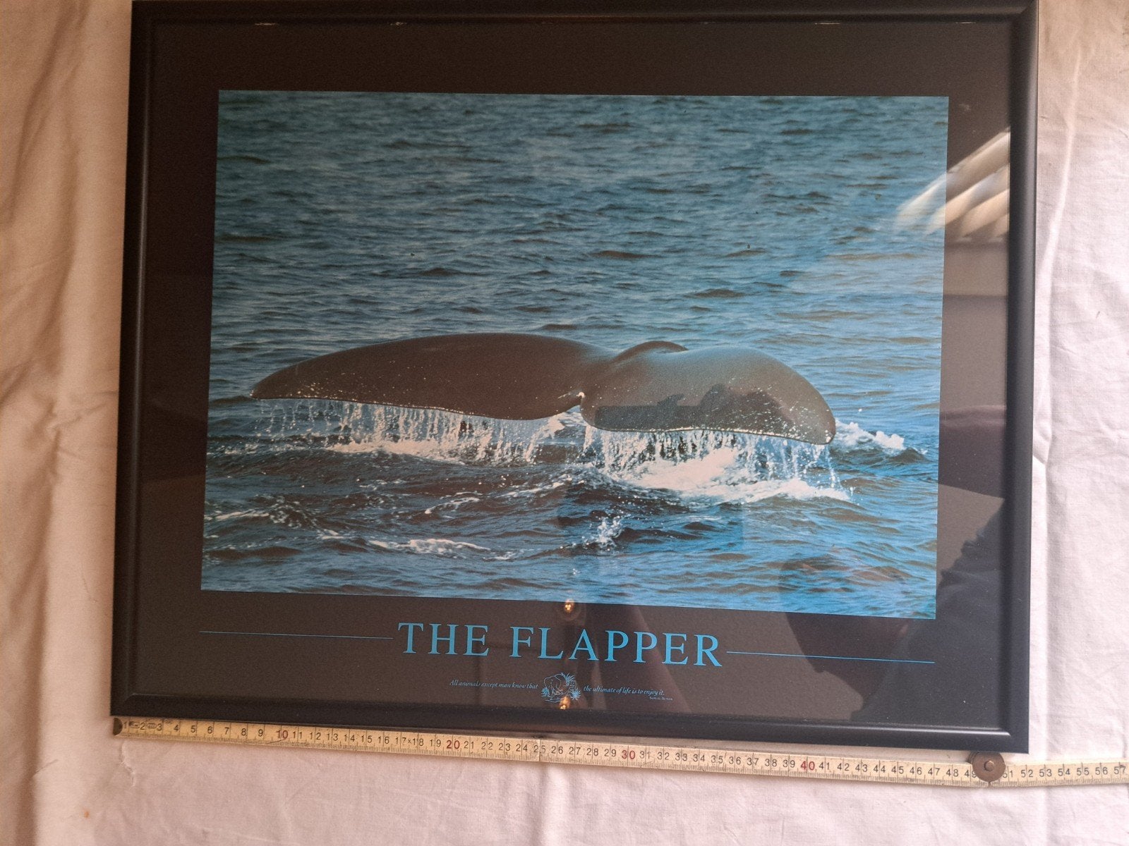 Mooie ingelijste potvis foto - The Flapper, 50 – 75, Gebruikt, Ophalen of Verzenden, Foto of Poster