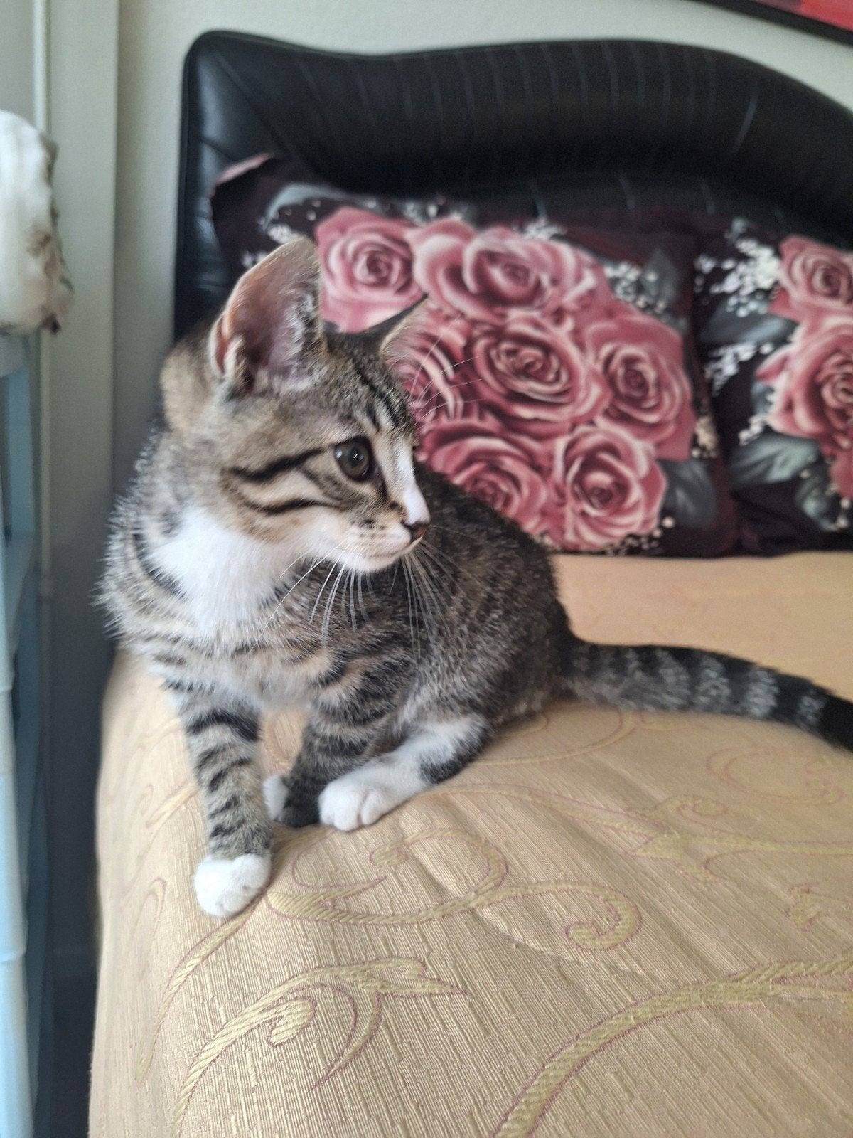 Lieve kitten 3 maanden oud, Poes