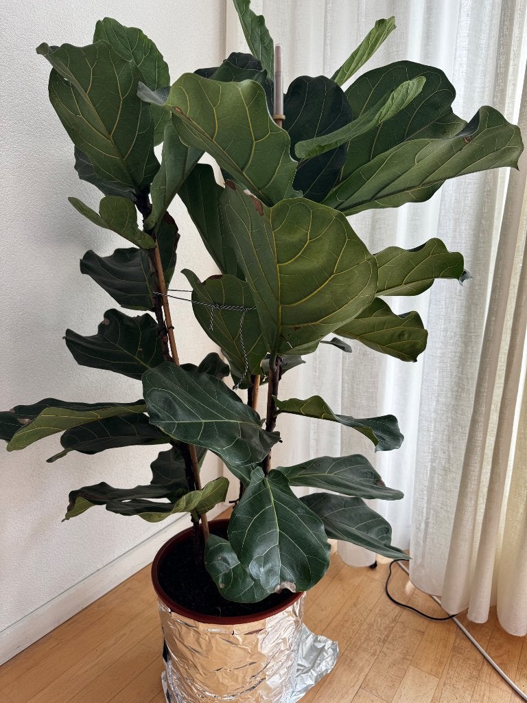Ficus lyrata 150cm, Huis en Inrichting, Kamerplanten, Ophalen, Ficus, Halfschaduw, 150 tot 200 cm
