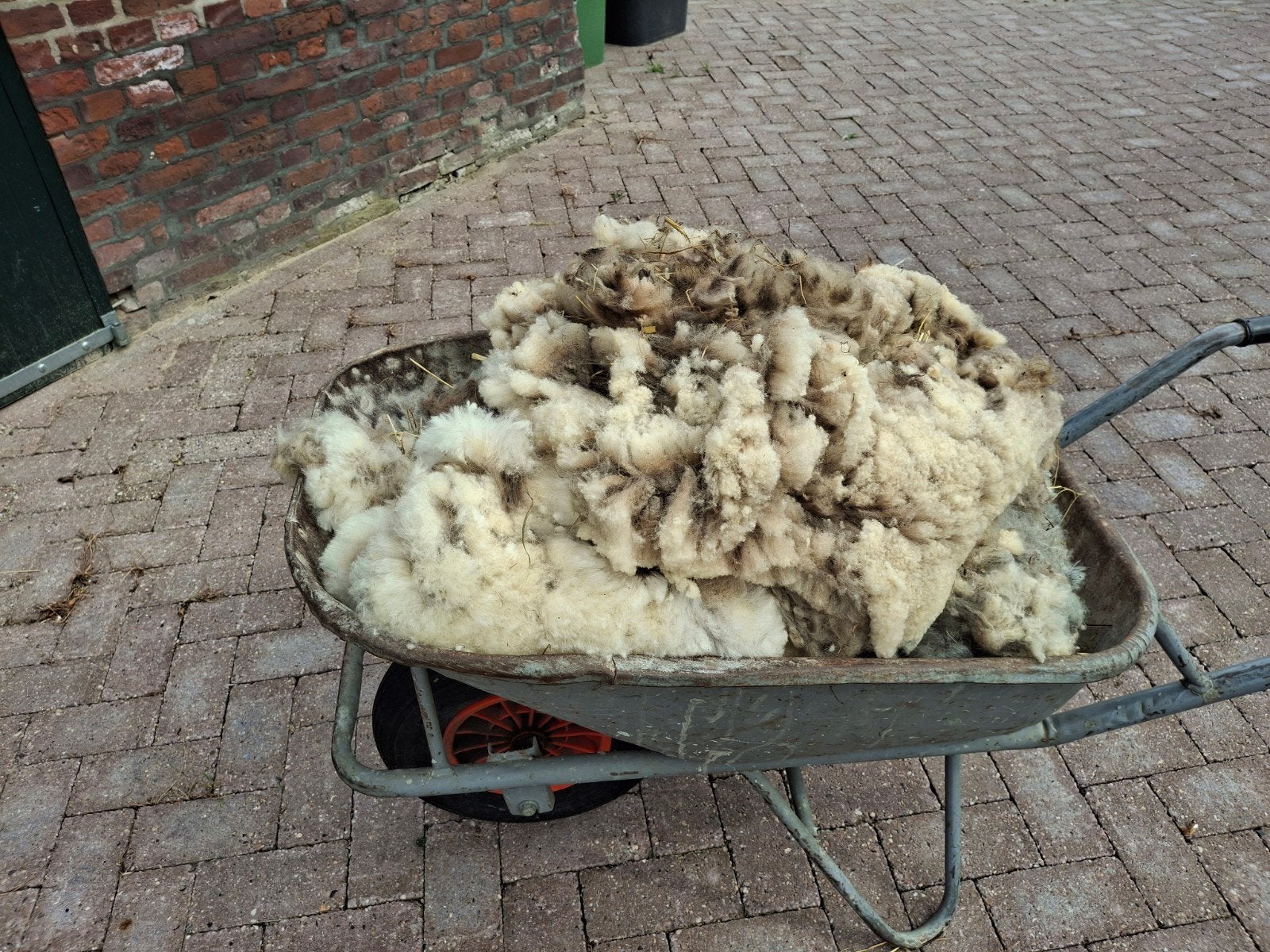 Schapenwol, Vrouwelijk, Schaap