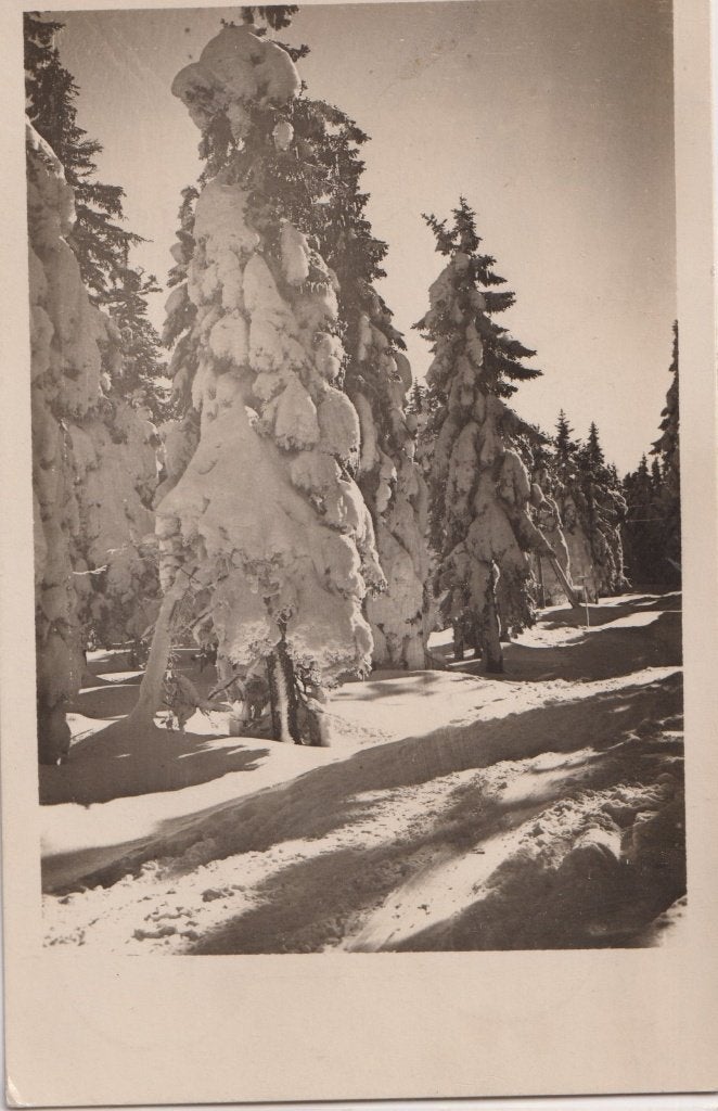 Tsjechoslowakije 1945 Kerstmis boom, Verzenden, 1940 tot 1960, Gelopen, Natuur