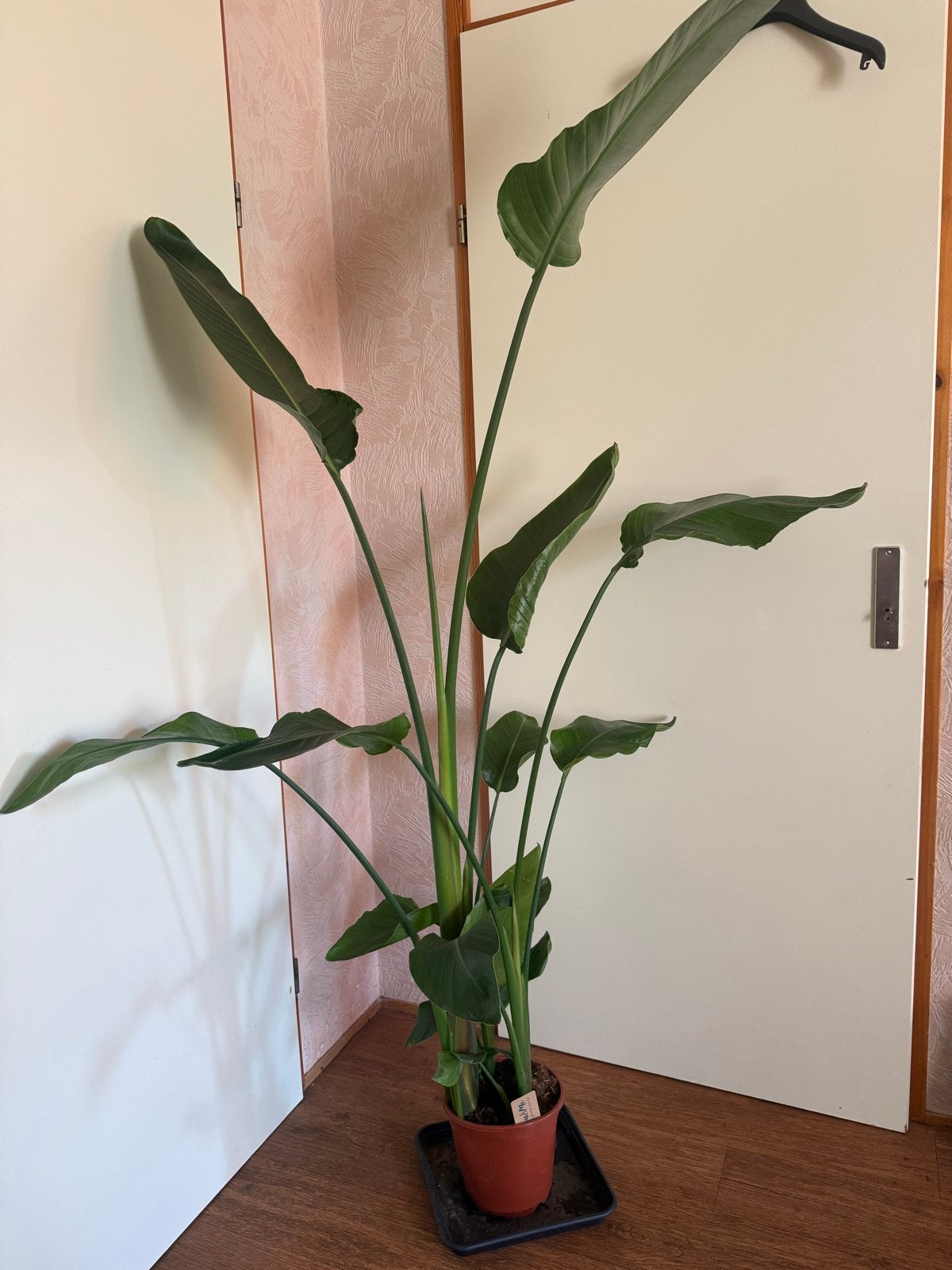 Strelitzia Kamerplant 170-175 cm - Prachtige Eyecatcher, Ophalen, Overige soorten, Halfschaduw, In pot
