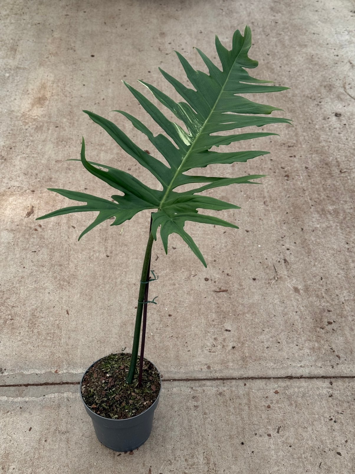 Philodendron Florida Beauty X Tortum Variegata, Ophalen of Verzenden, Overige soorten, Volle zon