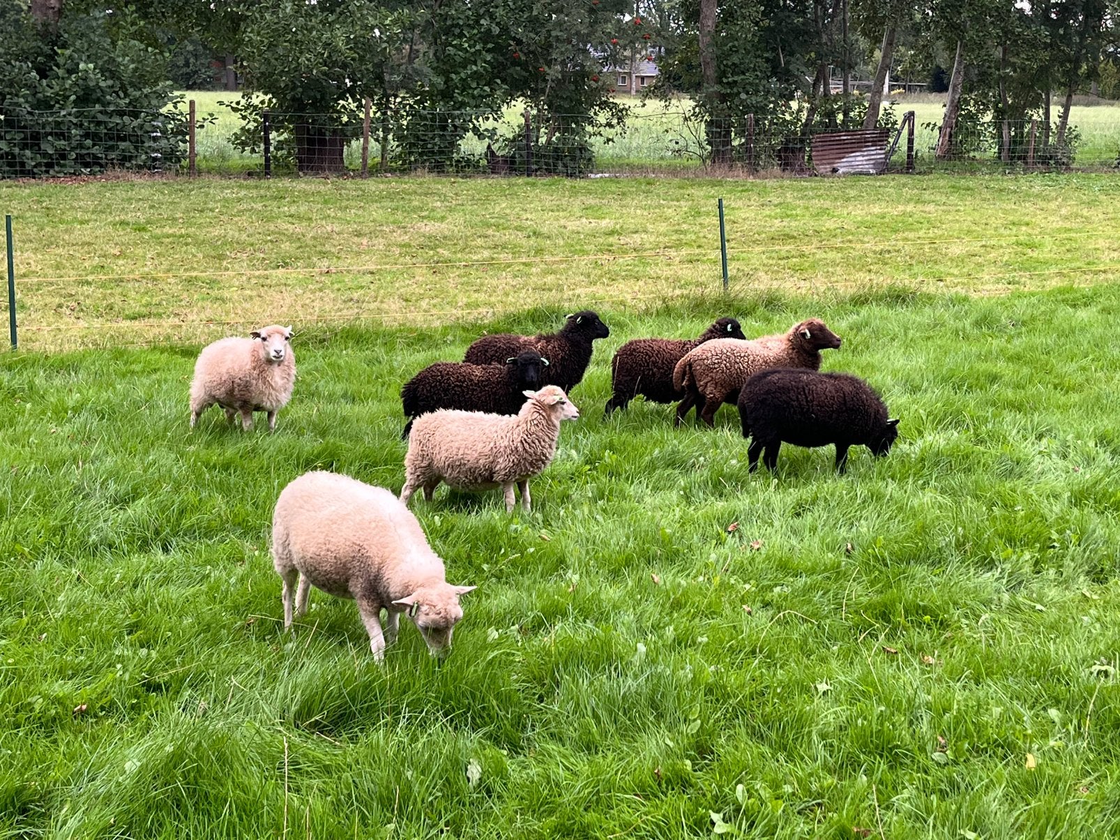Te koop prachtige Ouessant schapen, Dieren en Toebehoren, Vrouwelijk, Schaap