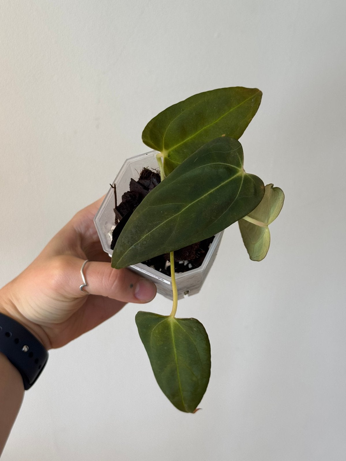 Anthurium Blue Papillilaminum clone, Huis en Inrichting, Ophalen of Verzenden, Halfschaduw, Minder dan 100 cm