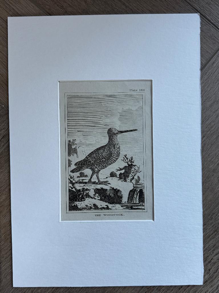 1812 - ets - houtsnip / The Woodcock - p0827-07, Antiek en Kunst, Kunst | Etsen en Gravures, Ophalen of Verzenden, Ets, 1700 - 1799