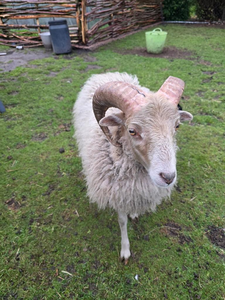 3 schapen de prijs is per stuk, Dieren en Toebehoren, Mannelijk, Schaap, 0 tot 2 jaar