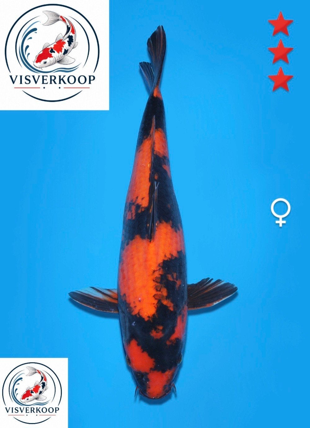 Koi Hi utsuri., Karper of Koi