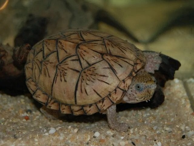 Ik ben op zoek naar Sternotherus minor, Claudius, Kinosterno, Dieren en Toebehoren, Reptielen en Amfibieën, Schildpad, 0 tot 2 jaar