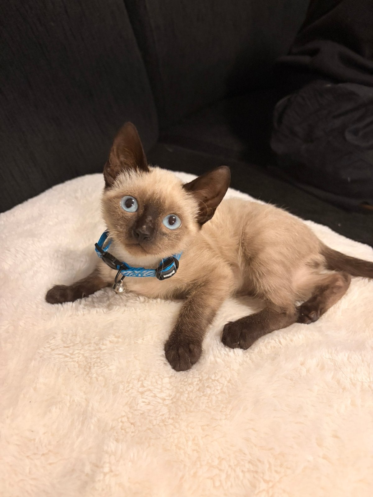 Siamese kitten te koop‼️, Dieren en Toebehoren, Kater, Ontwormd