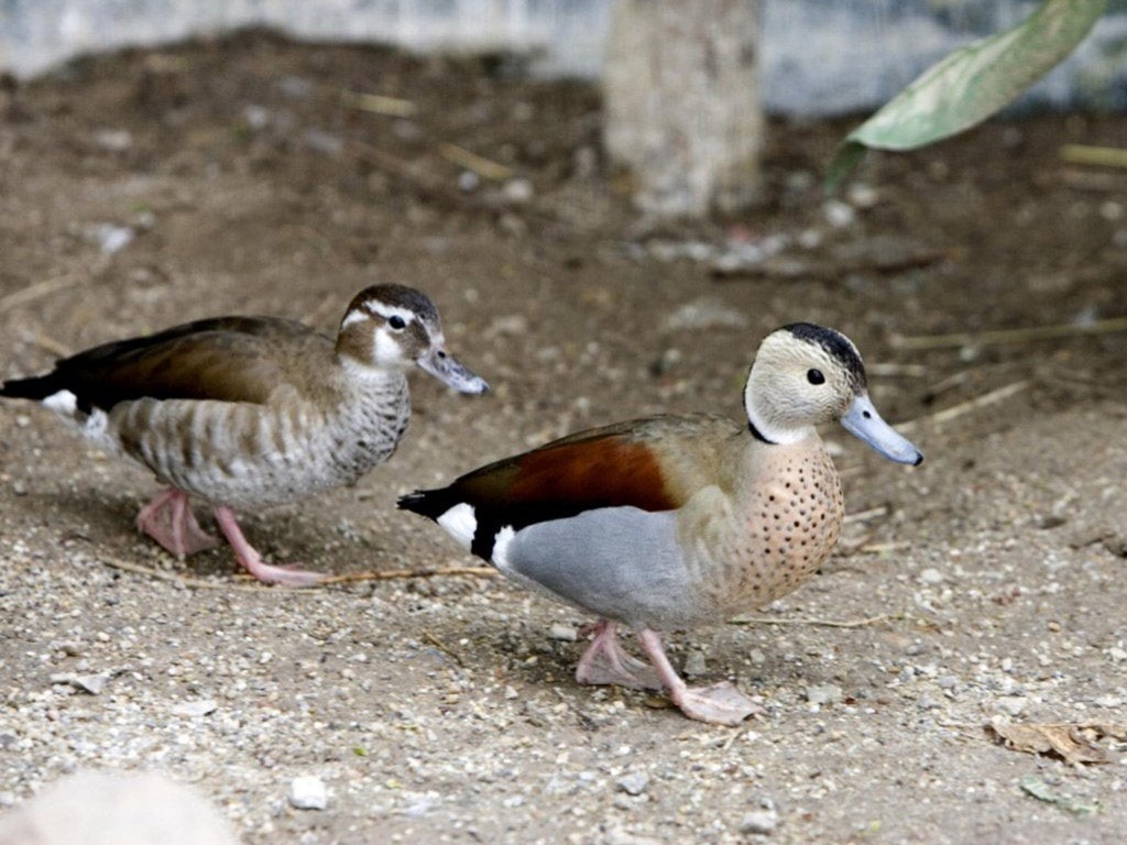Roodschoudertaling, Meerdere dieren, Eend