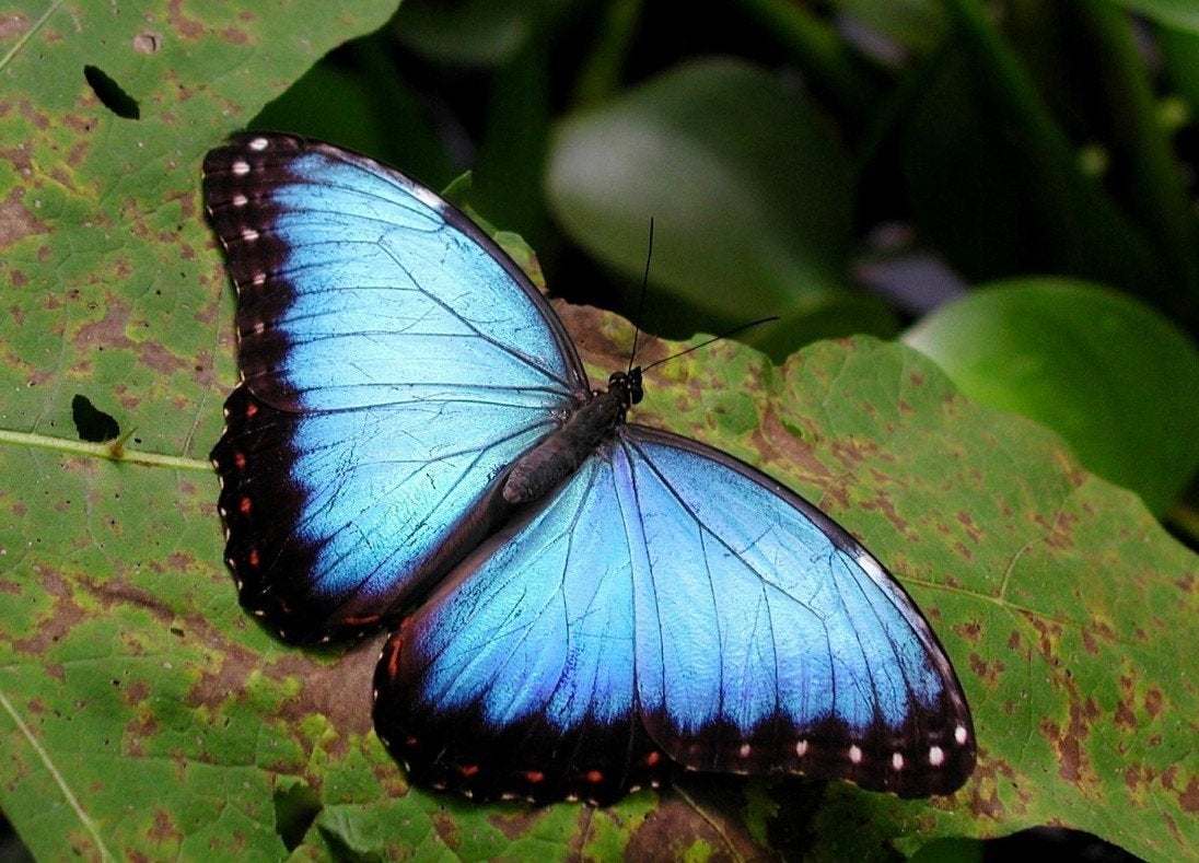 Blauwe Morpho vlinderpop – Morpho helenor, Vlinders of Rupsen
