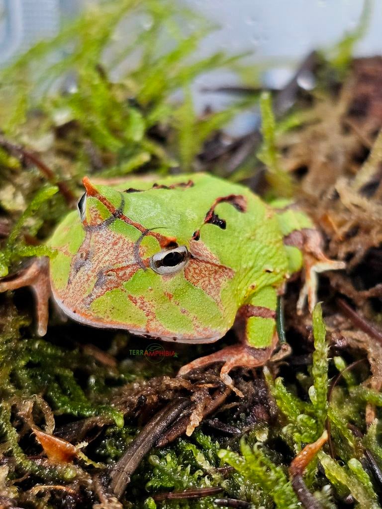 Verschillende Ceratophrys, cranwelli / Ornata / Cornuta Frog - unknown for sale from Terra-amphibia