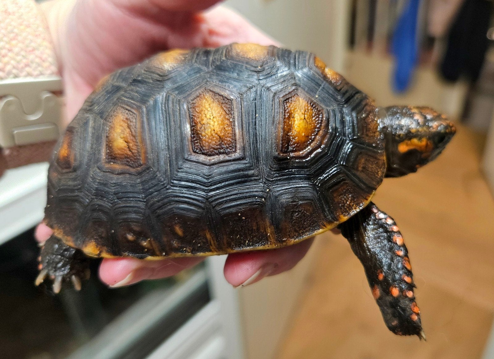 Kolenbranderschildpad – Chelonoidis carbonarius – nk 2025 Tortoise photo 8
