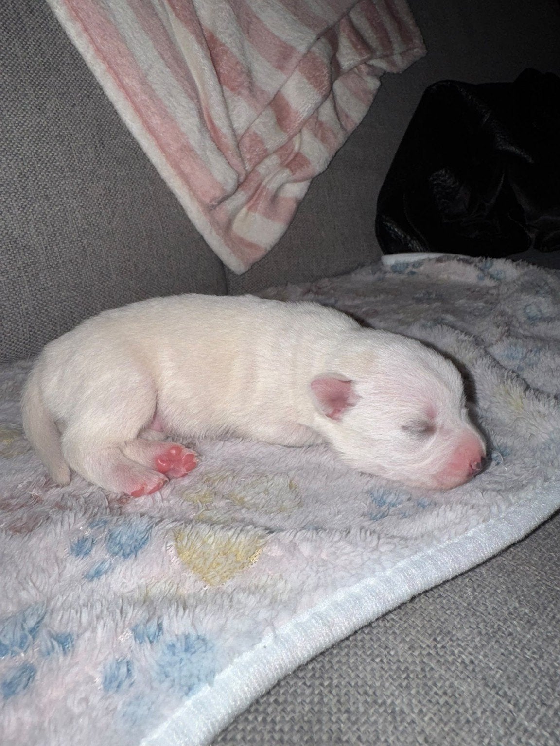 leuke kruising pups, 8 tot 15 weken, Meerdere, Meerdere dieren, Nederland