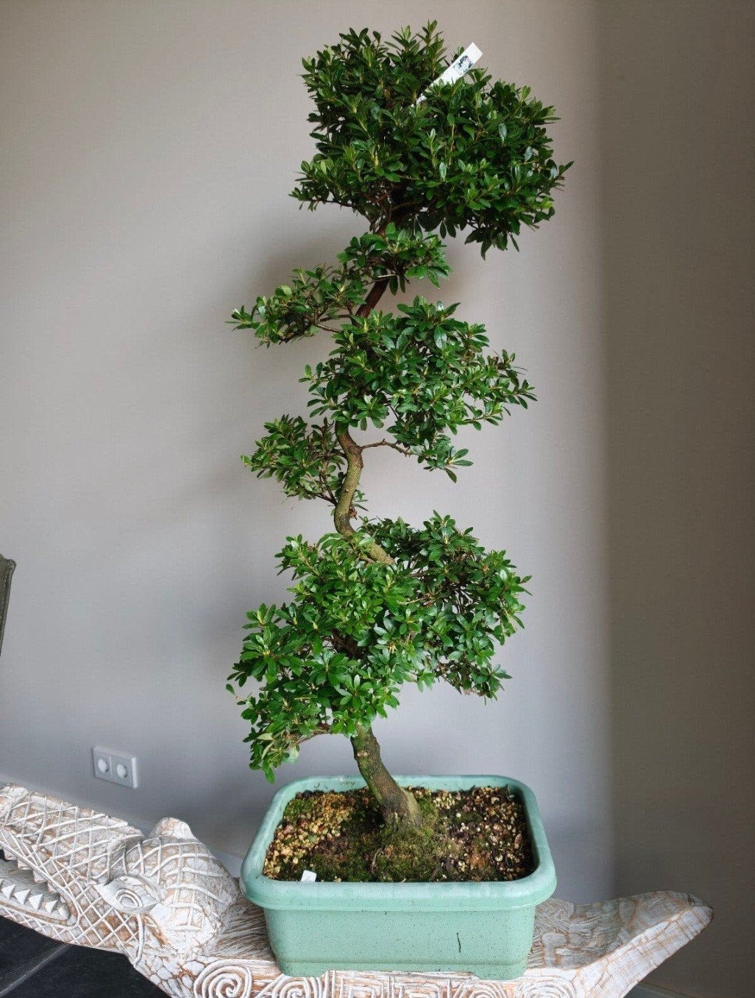 Satsuki Azalea Ruka bonsai 110cm, Ophalen, Bloeit niet, Halfschaduw, Overige soorten