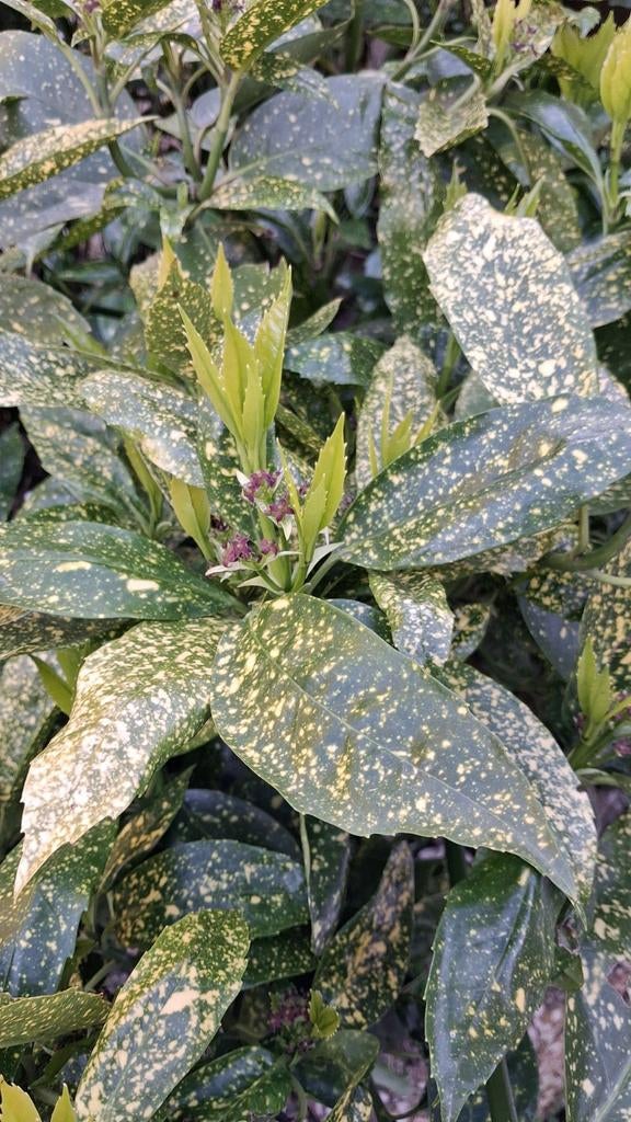 Broodboom - Aucuba japonica 'Crotonifolia' (zelf uitgraven ), Tuin en Terras, Ophalen, Overige soorten, Halfschaduw