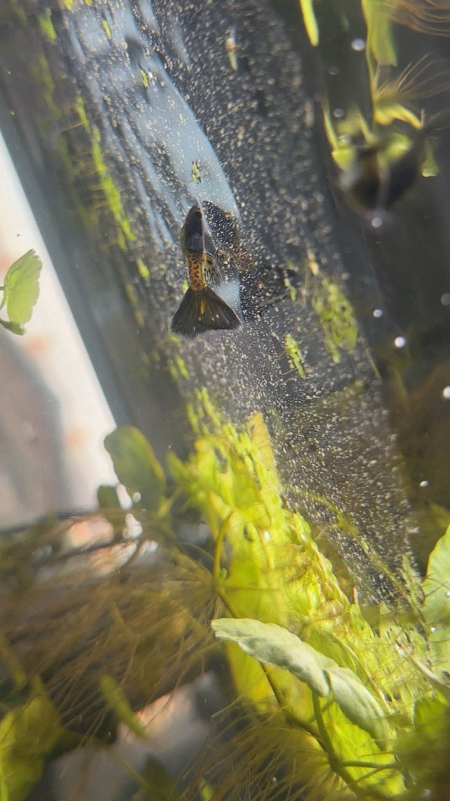 Alle soorten aquarium/vijver slakken gezocht, Slak of Weekdier, Zoetwatervis, Schoolvis