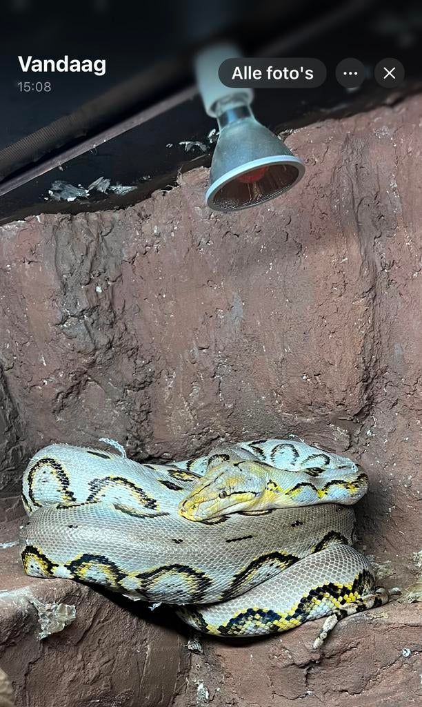 Tamme 0.1 Harlequin retic python nk2020 4 meter Reticulated Python - female for sale from Dani