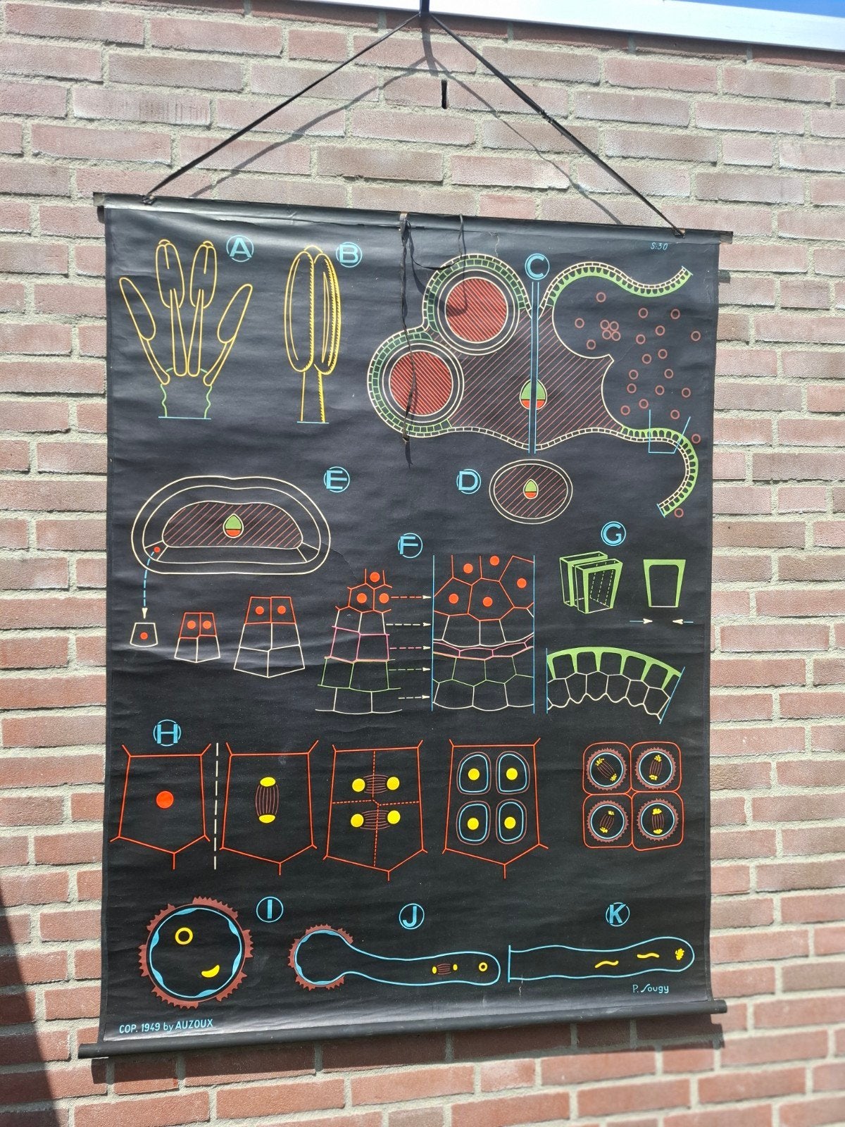 Vintage Biologie Schoolplaat: Celstructuren en Voortplanting, Ophalen of Verzenden, Natuur en Biologie