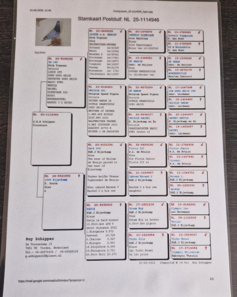 Mooie postduif met stamboom Eijerkamp., Dieren en Toebehoren, Vogels | Duiven, Vrouwelijk, Postduif