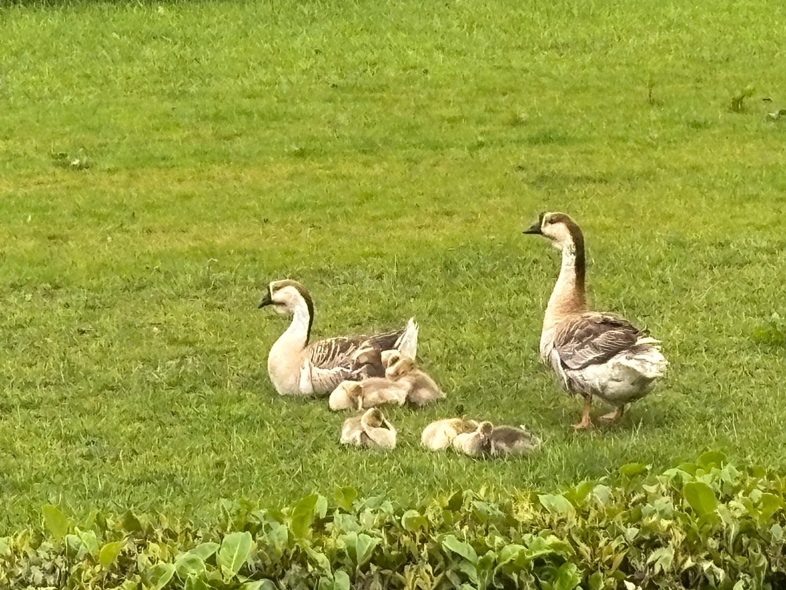 Jonge ganzen, Meerdere dieren, Gans of Zwaan