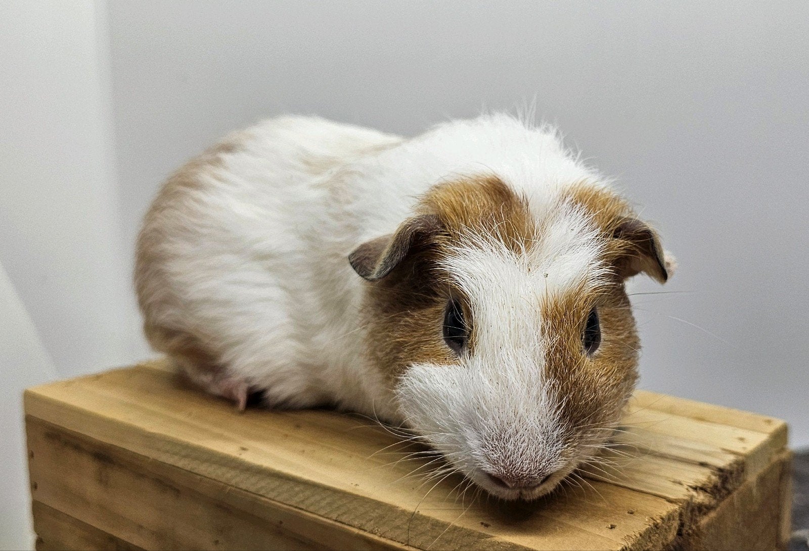 Skinnydrager beertje, Cavia, Mannelijk, Mei, Tam