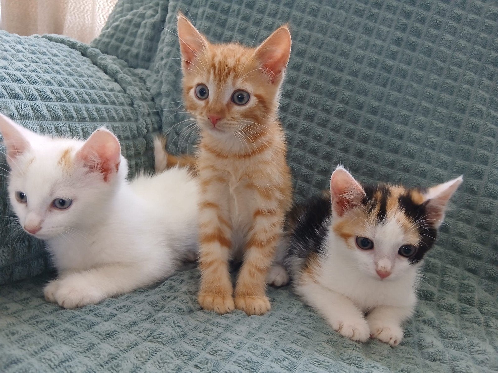 3 lieve kittens 9 weken oud, Dieren en Toebehoren, Meerdere dieren, Ontwormd, 0 tot 2 jaar