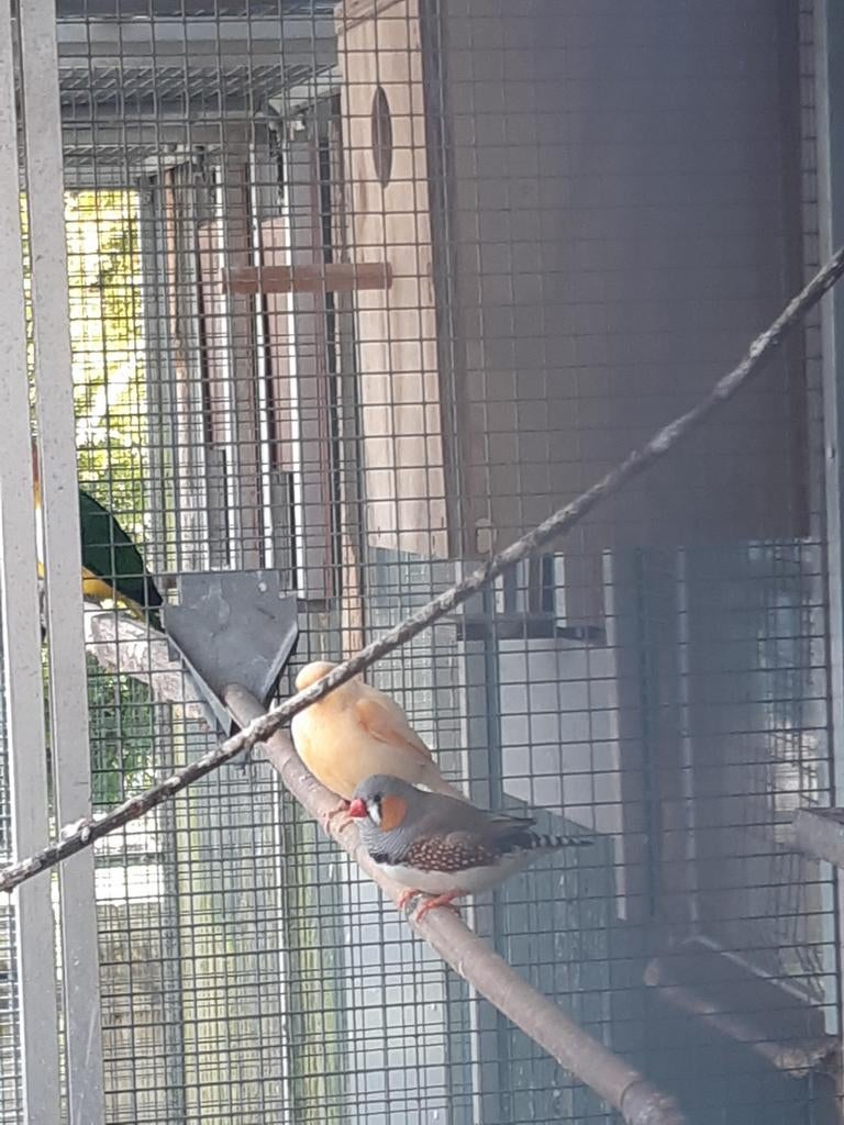 Zebra vink, Dieren en Toebehoren, Meerdere dieren