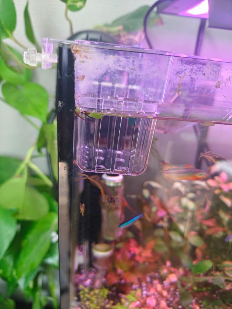 Planten houder aquarium, Dieren en Toebehoren, Ophalen, Nieuw, Plant(en), Steen of Hout