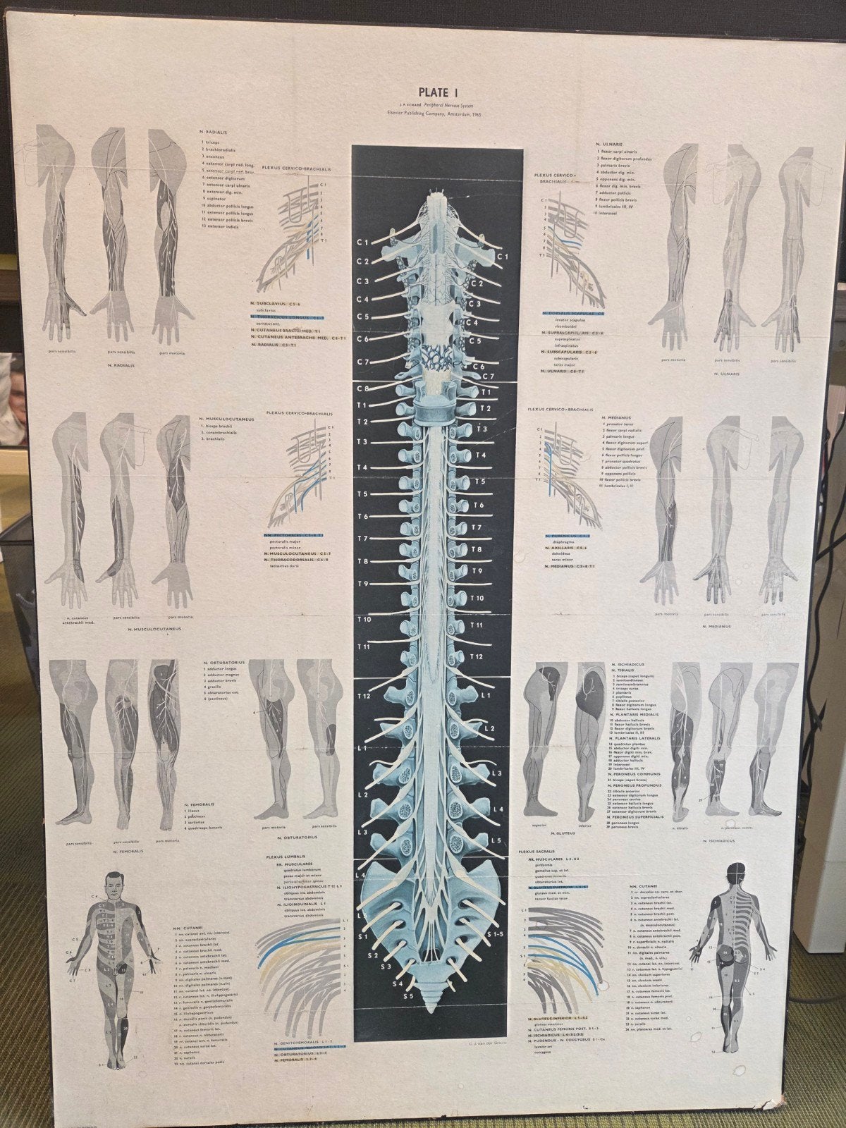 Wandplaat fysiotherapie perifere zenuwstelsel, Ophalen, Hout, Minder dan 50 cm, Minder dan 50 cm
