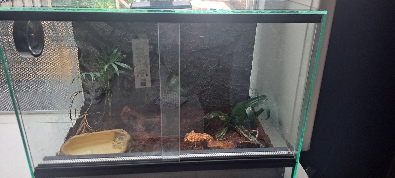 pacman kikker (hoornkikker)met terrarium Frog photo 3