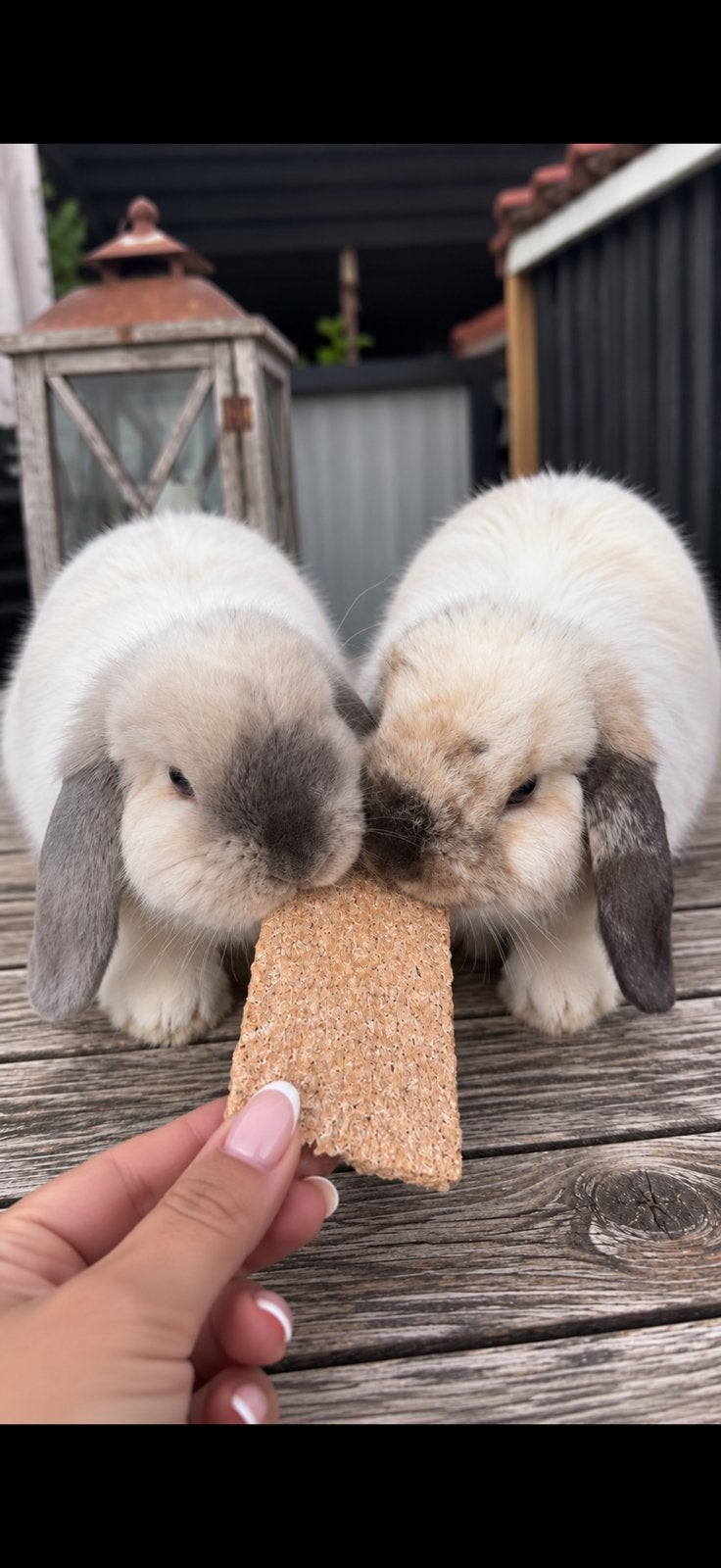 Mini lop konijntjes, Meerdere dieren, Dwerg