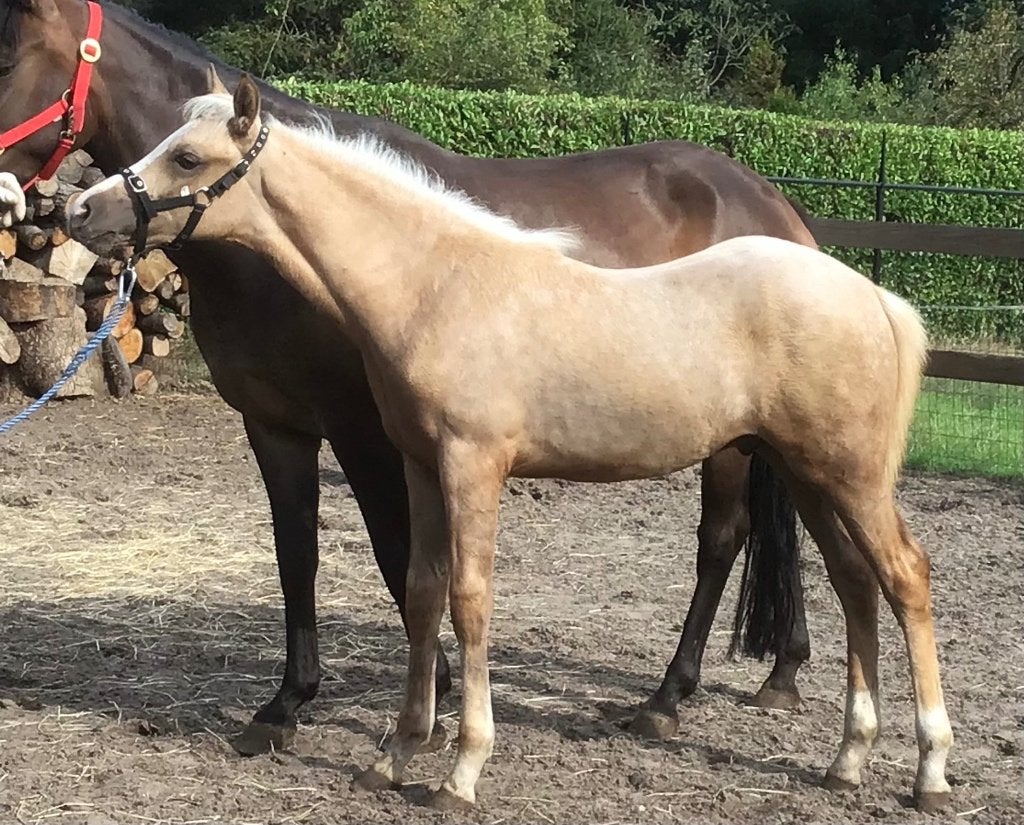 New Forest veulen, Dieren en Toebehoren, Pony's, Met stamboom, Niet van toepassing, Springpony, 0 tot 2 jaar