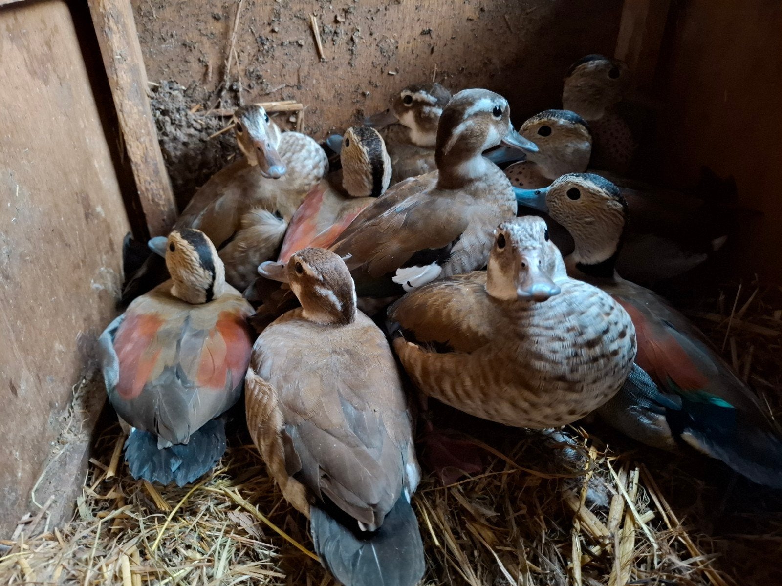 roodschouder taling, Dieren en Toebehoren, Meerdere dieren, Eend
