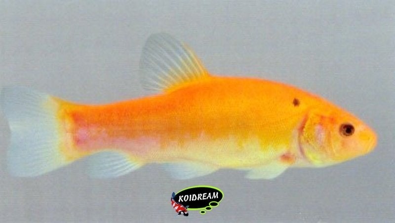 Goudzeelt - Goud Zeelt 20 / 25 cm - Koidreams Valburg