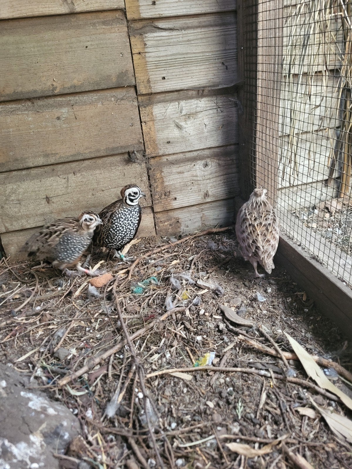 Montezuma koppel, Meerdere dieren, Geringd