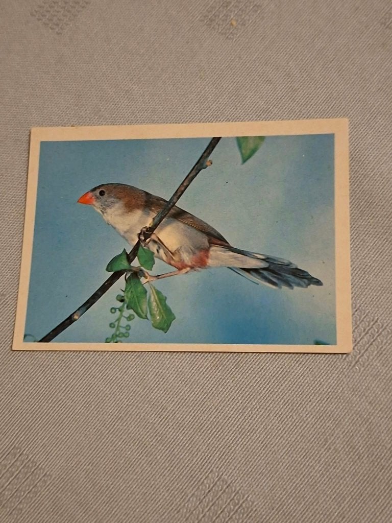 Prentje/Chromo : Moeras-Astrild, Gebruikt, Ophalen of Verzenden, 1940 tot 1960, Dier