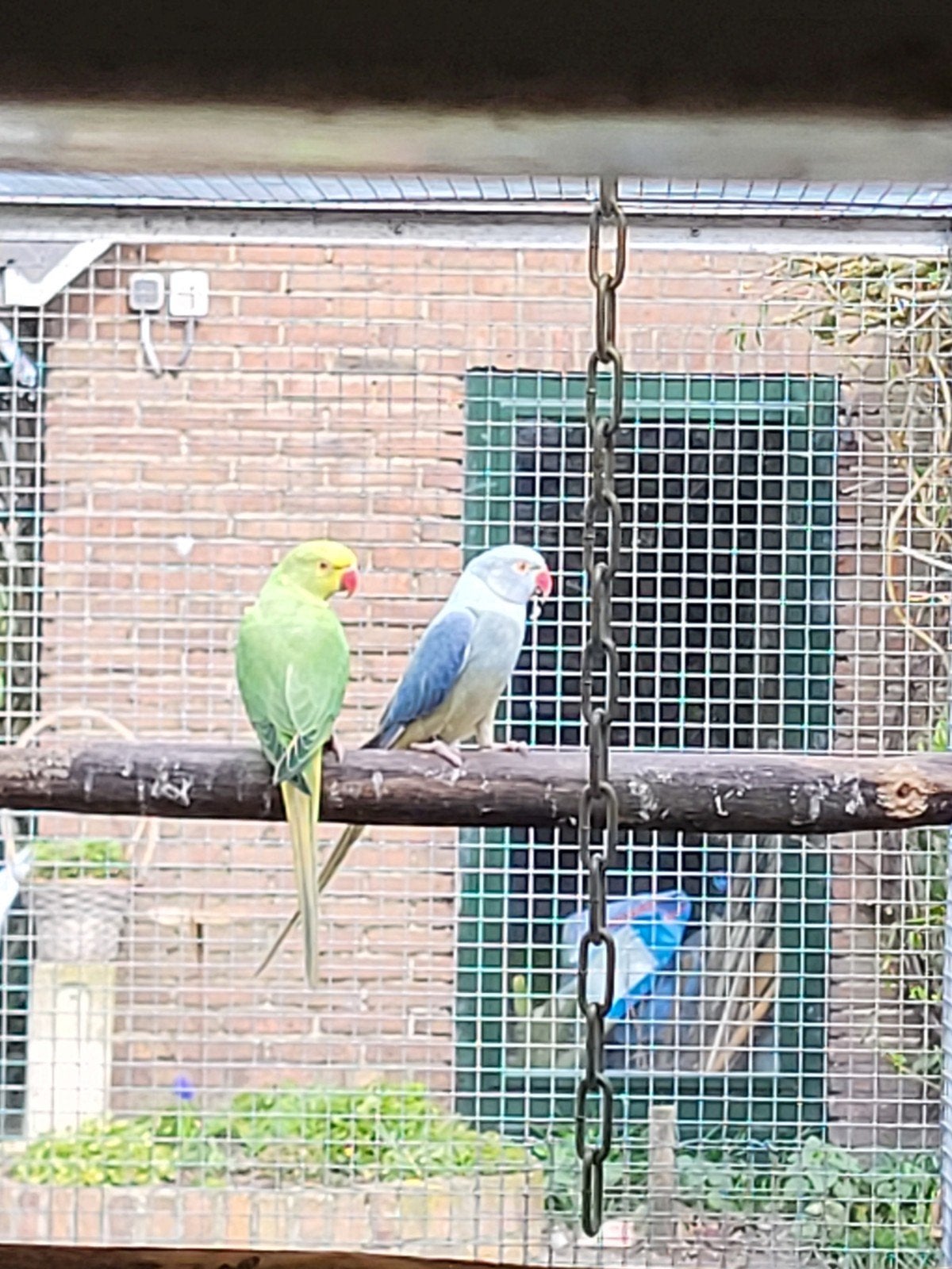 Halsbandparkieten, Dieren en Toebehoren, Meerdere dieren, Parkiet, Geringd